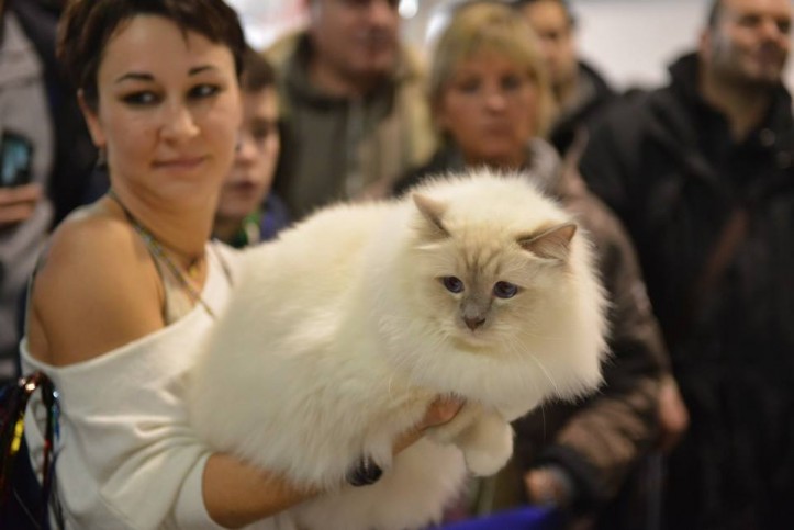 expo_felina1
