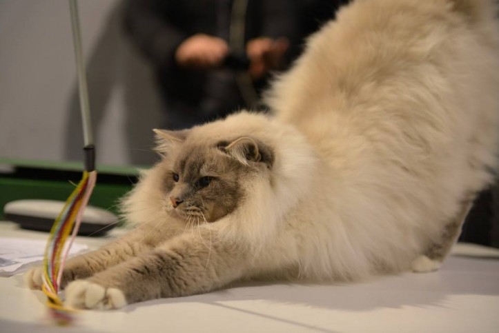 expo_felina2