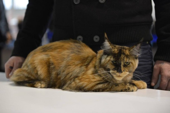 expo_felina3