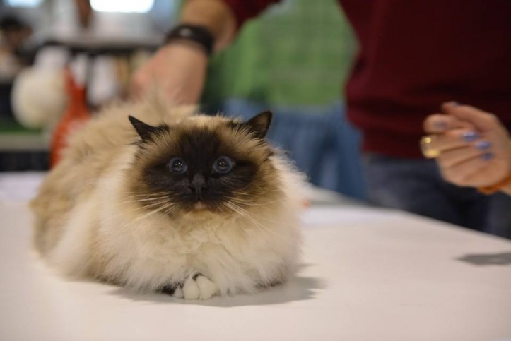 expo_felina4
