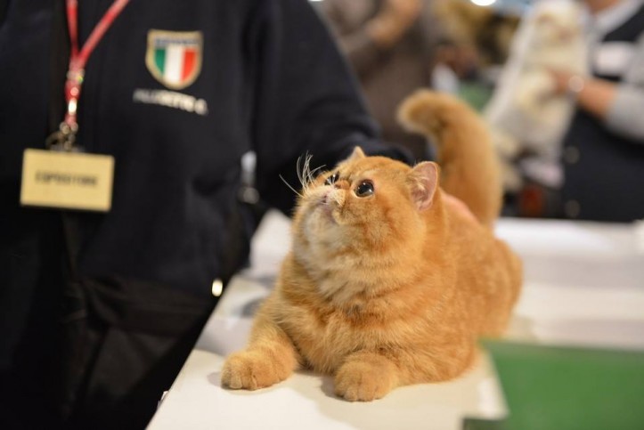 expo_felina5
