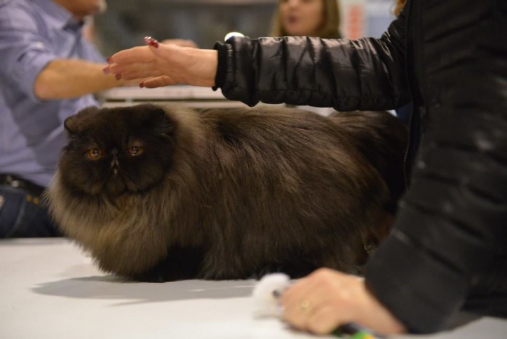 expo_felina6