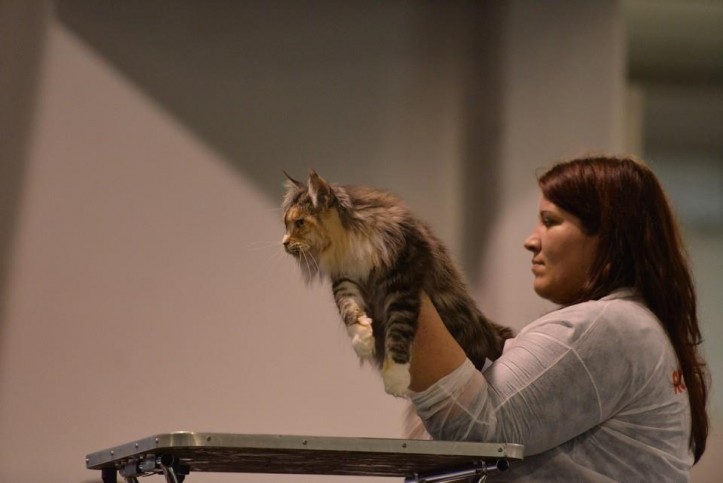 expo_felina8