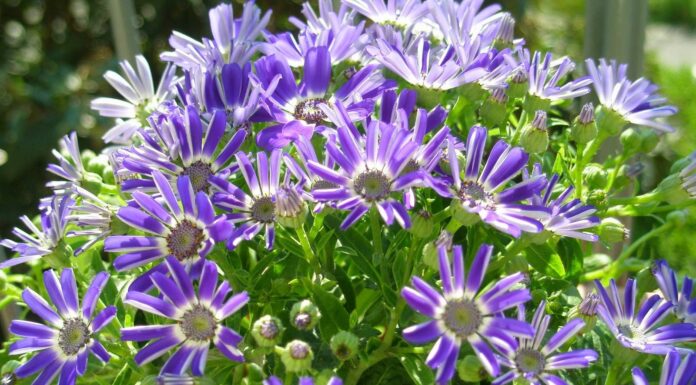 Bem vinda, primavera! primavera na italia