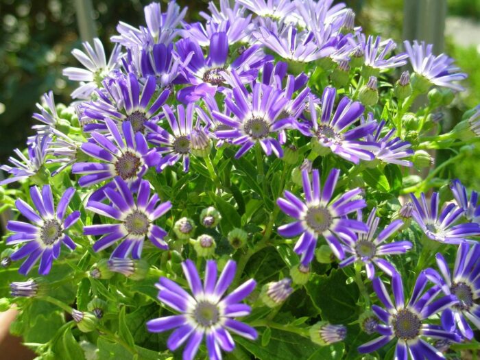 Bem vinda, primavera! 1 primavera na italia