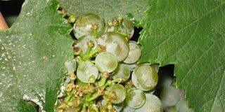 Calice di Stelle 2009 a Donnafugata