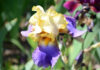 Giardino dell'Iris