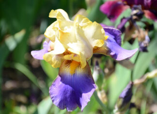 Giardino dell'Iris