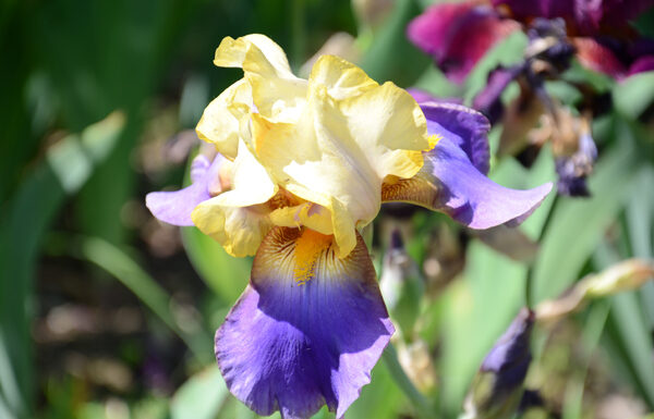 Giardino dell'Iris