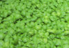 o manjericão (basilico), ingrediente fundamental do pesto genovese