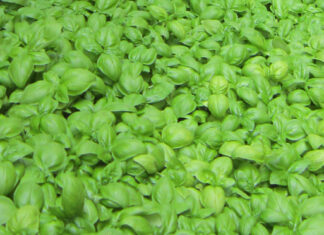 o manjericão (basilico), ingrediente fundamental do pesto genovese