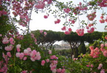 Primavera: Reabre o Roseto Comunale de Roma Roseto Comunale Roma