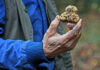 Trufas brancas de San Miniato