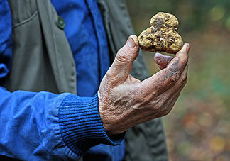 Trufas brancas de San Miniato