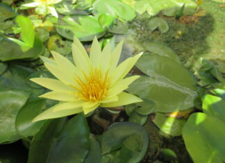 Jardim Botânico de Florença