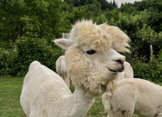 alpacas na Toscana