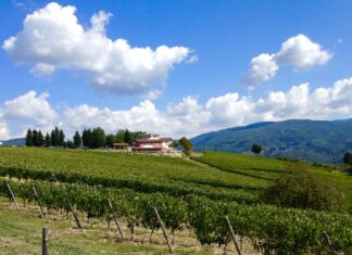 vinhedos na Toscana