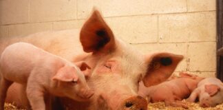 Peste Suína Africana na Italia: porcos e javalis em risco. Na foto imagem de uma porquinha rodeada por seus filhotes