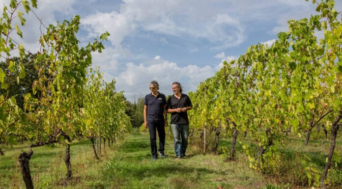 vinhos italianos Bocelli - na foto Andrea e Alberto Bocelli