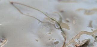 Laura Pausini vai participar de Show Beneficente para Ajudar Vítimas de Alagamentos na Emilia-Romagna