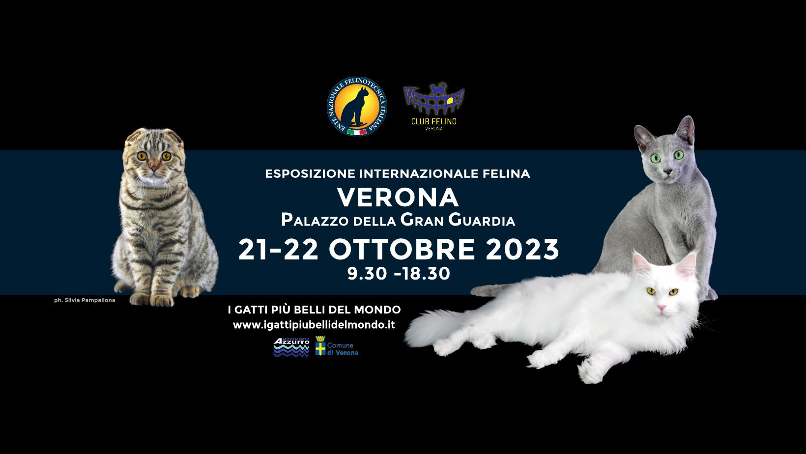 Os gatos mais bonitos do mundo - Exposição felina em Verona - cartaz da exposição