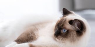 Os gatos mais bonitos do mundo - Exposição felina em Verona