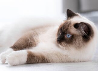 Os gatos mais bonitos do mundo - Exposição felina em Verona