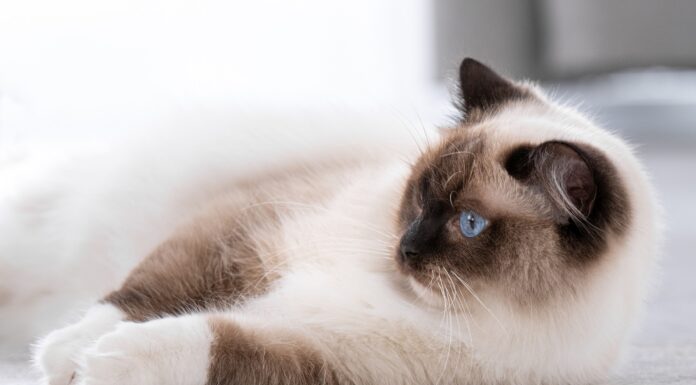 Os gatos mais bonitos do mundo - Exposição felina em Verona