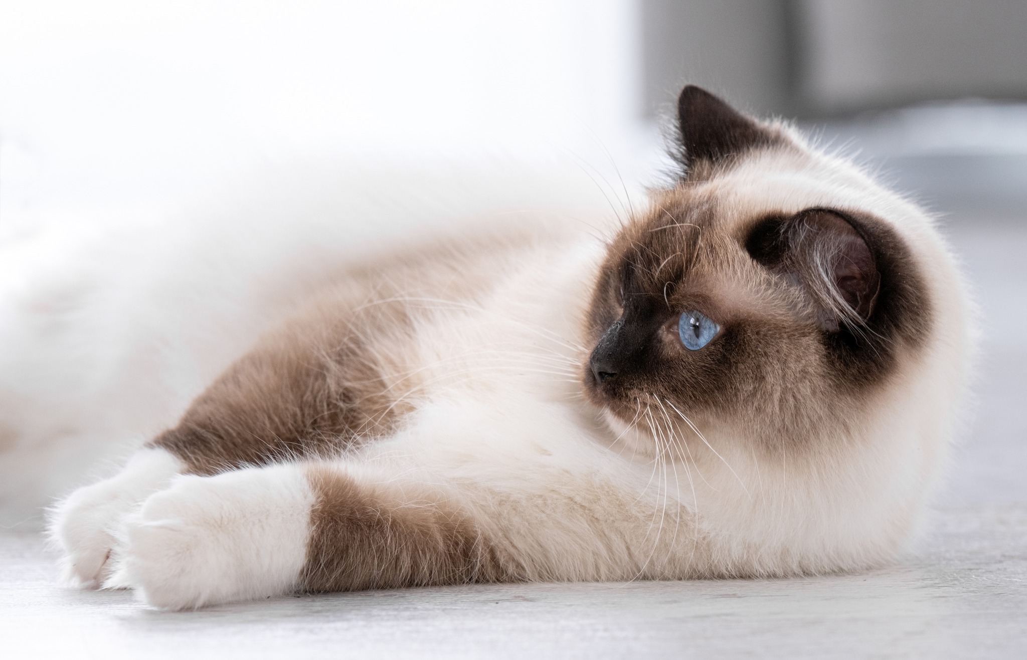 os gatos mais lindos do mundo, a exposição felina em Verona para amantes de gatos