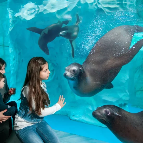 Parques de diversão na Itália: os maiores e melhores 11 Aquário na Italia - Gardaland SEA LIFE - foto das focas