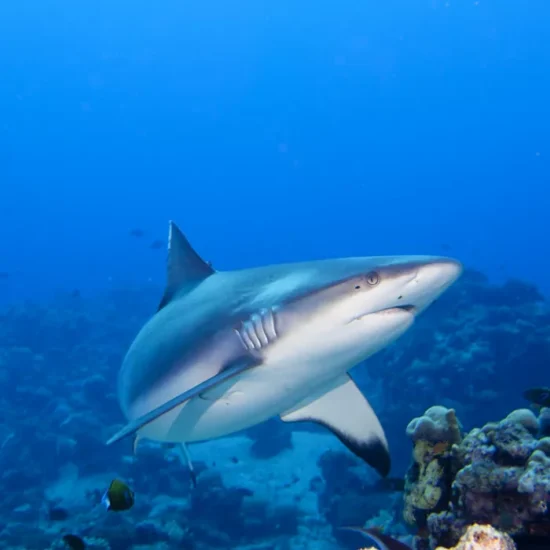 Parques de diversão na Itália: os maiores e melhores 9 Aquário na Italia - Gardaland SEA LIFE - foto do tubarão
